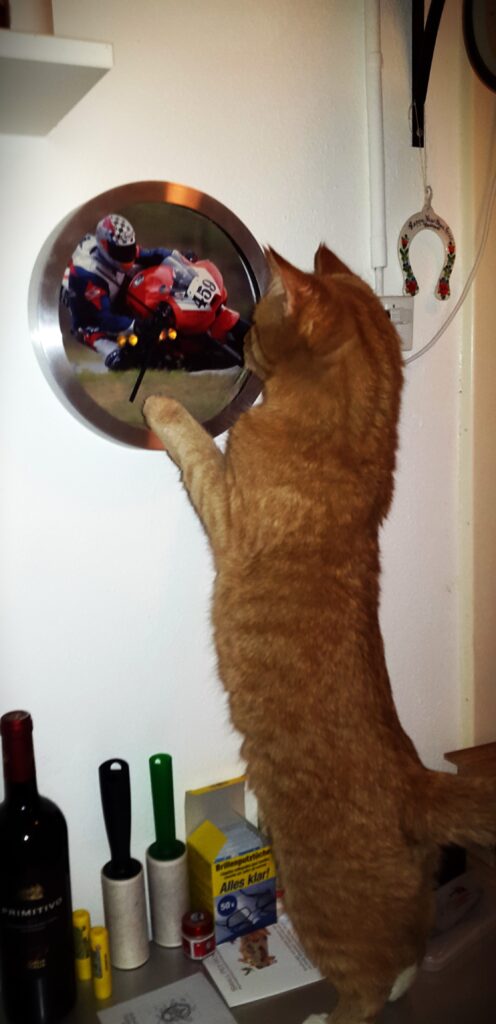 Auch der Kater ist neugierig